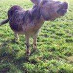 Donkey at Farmleigh Estate