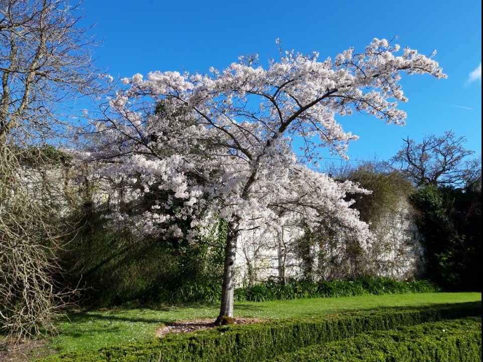 National Tree Week