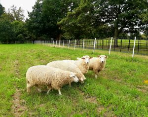 Four white Galway Sheep in field at Farmleigh