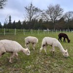 Three white and one brown alpaca eating grass in field.