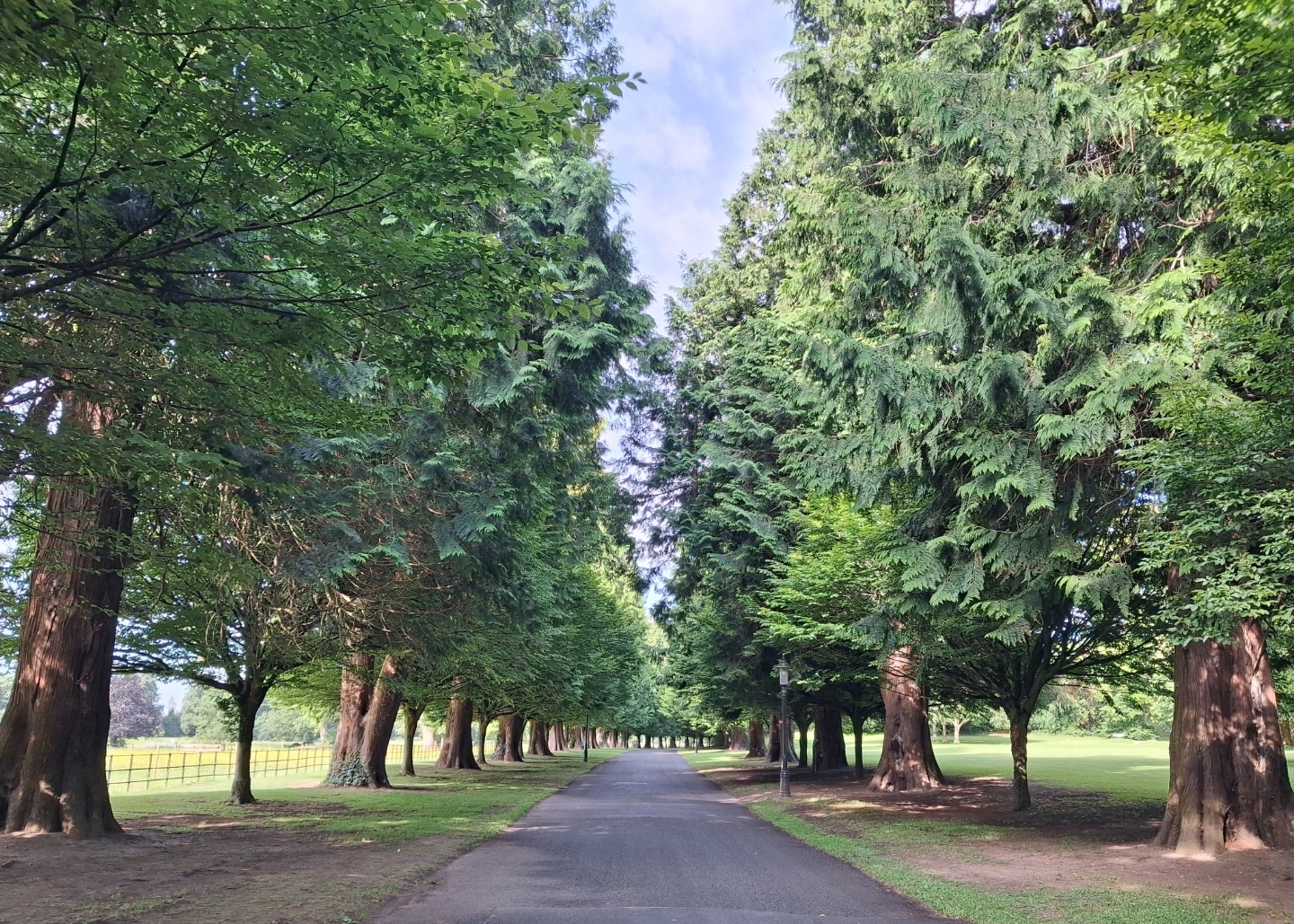 Avenue of evergreen (thuja) trees planted by EC Guinness